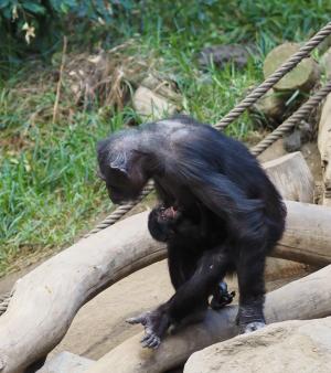 Schimpansennachwuchs trinkt © Zoo Leipzig