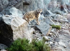 Schneeleopard Onjegin in der Himalaya-Anlage © Zoo Leipzig