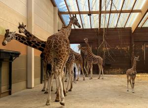 Sipiwes Tochter im Giraffenhaus © Zoo Leipzig
