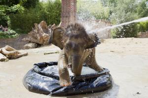 Sommerliche Abkühlung für Elefantenkalb Kiran © Zoo Leipzig