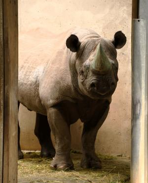 Spitzmaulnashorn-Bulle Vungu © Zoo Leipzig