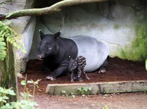 Tapirnachwuchs mit Mutter Laila © Zoo Leipzig