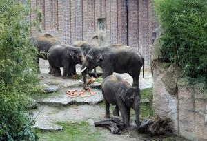 Voi Nam zusammen mit seinen Elefantenkühen am Tortenbuffet © Zoo Leipzig