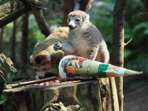 Zuckertütentag im Zoo Leipzig - auch für die Kronenmakis © Zoo Leipzig