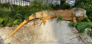 ein freilebender Grüner Leguan in Gondwanaland © Zoo Leipzig