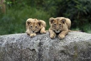 zwei Löwenjungen von Kiagli und Majo © Zoo Leipzig