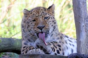 Amurleopardin Mia im Leoparden-Tal  Zoo Leipzig