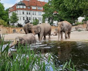 Baden am Elefantentempel - an den Entdeckertagen Elefanten mehr erfahren  Zoo Leipzig