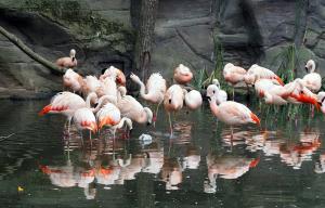Chileflamingokken auf Erkundung in der Lagune  Zoo Leipzig
