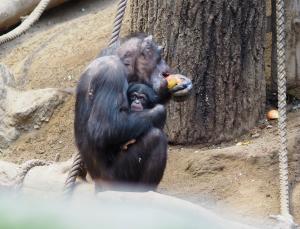 Corry mit Schimpansensohn Badu  Zoo Leipzig
