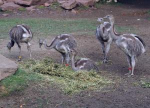 Darwin-Nandukken auf der Freianlage von Sdamerika unterwegs  Zoo Leipzig