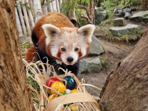 Der Rote Panda hat sein Osternest schon gefunden  Zoo Leipzig