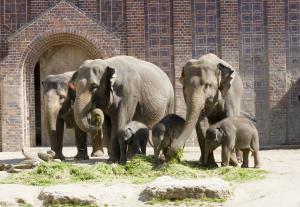 Elefantenherde mit Jungtieren  Zoo Leipzig
