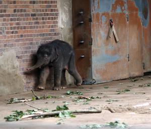 Elefantenkalb von Rani im Elefantentempel  Zoo Leipzig