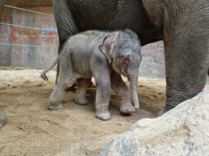 Elefantenkalb zeigt sich den Besucherinnen und Besuchern im Zoo Leipzig  Zoo Leipzig