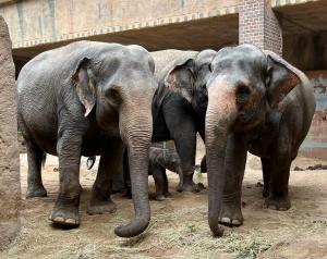 Elefantenkalb zwischen Tante Thuza, Mutter Pantha und Oma Kewa  Zoo Leipzig