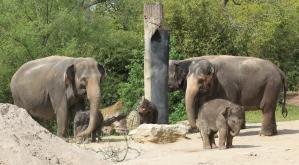  Elefantenkhe Kewa Thuza und Pantha mit ihren Klbern  Zoo Leipzig