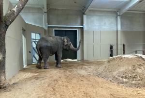 Elefantenkuh Don Chung im neuen Elefantenhaus in Cottbus unmittelbar nach der Ankunft  Zoo Leipzig
