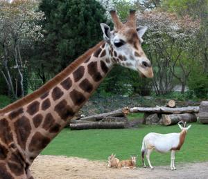 Frhling im Zoo Leipzig - Giraffen und Sbelantilopen auf der Kiwara-Savanne  Zoo Leipzig