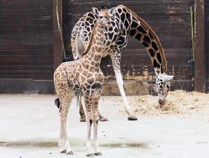 Giraffejungtier Niara beugt neugierig die Namensbekanntmachung  Zoo Leipzig