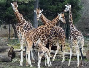 Giraffenjungtier in der Herde auf der Auenanlage  Zoo Leipzig