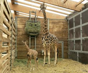 Giraffenkuh Sipiwe mit ihrer Tochter  Zoo Leipzig