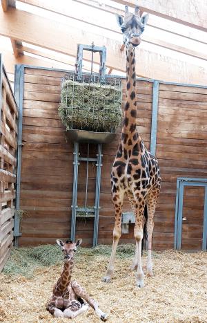 Giraffenkuh Sipiwe mit ihrer Tochter am Tag der Geburt  Zoo Leipzig