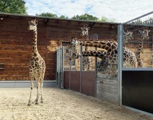 Giraffenkuh Tamika beim Kennenlernen der Leipziger Giraffenherde  Zoo Leipzig