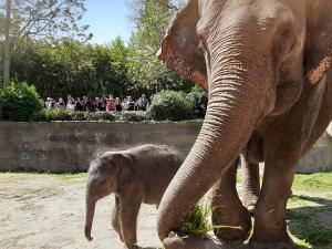 Kewas Tochter mit ihrer Mutter  Zoo Leipzig
