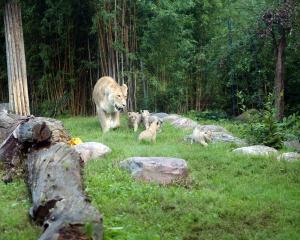 Kigali mit ihren vier Jungen auf der Freianlage der Lwensavanne  Zoo Leipzig