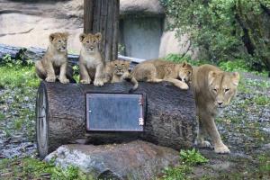 Kigali und ihr Nachwuchsquartett  Zoo Leipzig