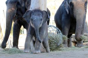 Kleiner Elefantenbulle auf groer Namenssuche  Zoo Leipzig