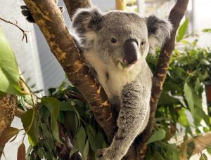 Koala Yuma in seinem neuen Gehege  Zoo Leipzig