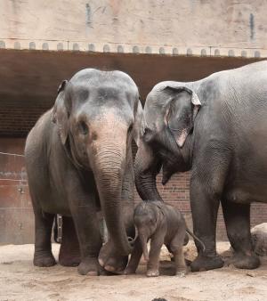 Pantha mit ihrem Sohn und ihrer Mutter Kewa  Zoo Leipzig