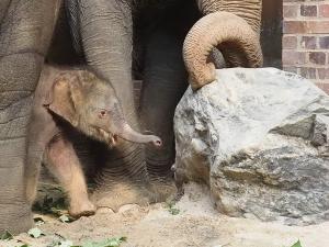 Panthas Sohn braucht einen Namen  Zoo Leipzig