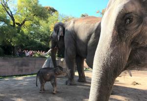 Panthas Sohn hat seinen Vater Voi Nam kennengelernt  Zoo Leipzig