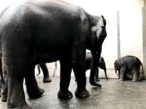 Rani und Jungtier Bao Ngoc begutachten den Neuankmmling  Zoo Leipzig