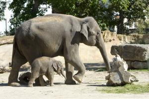 Rani und ihre Tochter  Zoo Leipzig