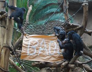 Schimpansengruppe mit Taufbanner Badu  Zoo Leipzig