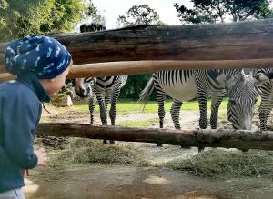 Spannende Einblicke bei den Entdeckertagen Afrika - Zebras beobachten  Zoo Leipzig