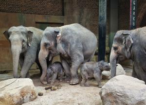 Thuza, Kewa und Pantha mit den beiden Jungtieren  Zoo Leipzig