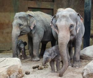 Thuza mit ihrer Tochter und Akito bei Oma Kewa  Zoo Leipzig