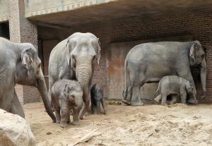 Zuwachs im Elefantentempel - ab heute zeigt sich die Herde mit Kewas Jungtier  Zoo Leipzig